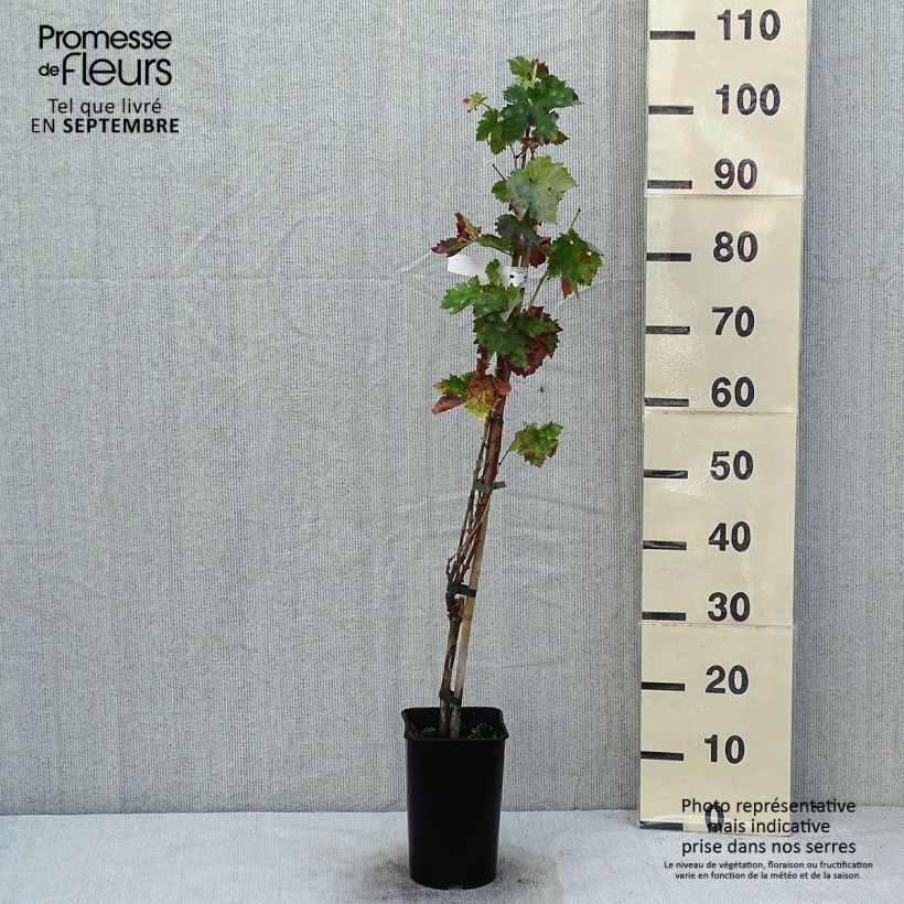 Exemplaar van Tafeldruif Koning der Vroege Pot van 2 l/3 l zoals geleverd in de zomer