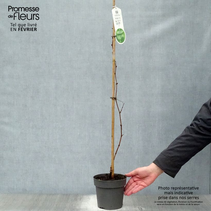 Example of Vigne d'ornement - Vitis vinifera Purpurea Pot van 2 l/3 l as you get in hiver