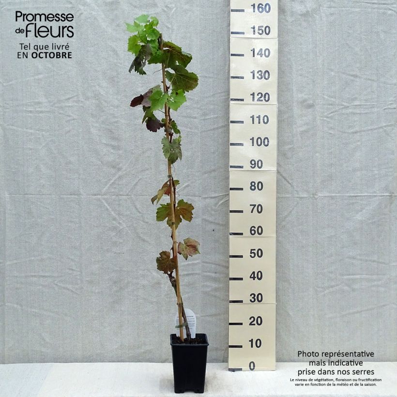 Exemplaar van Vitis Apirena Nera - Pitloze druif Pot van 1,5 l/2 l zoals geleverd in de herfst