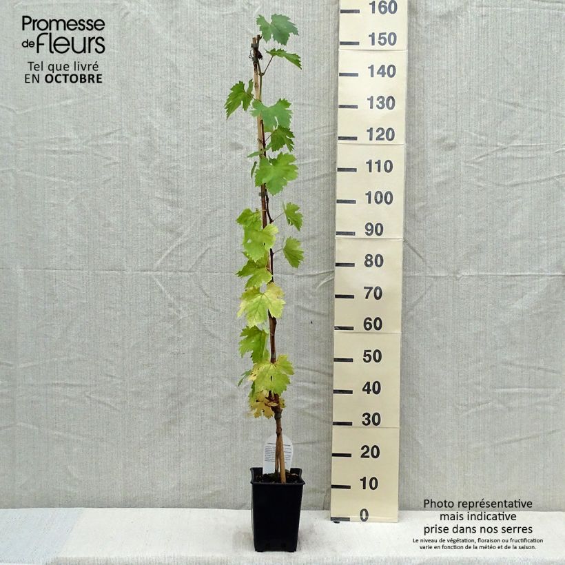Exemplaar van Vitis Apirena Bianca - Pitloze druif Pot van 3 l/4 l zoals geleverd in de herfst