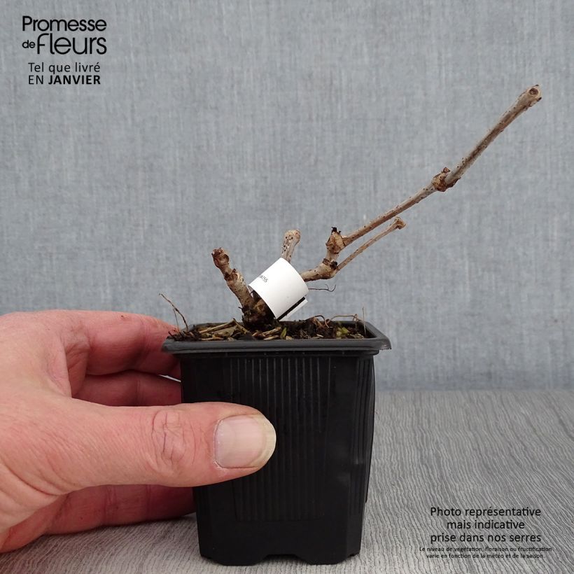 Example of Parthenocissus quinquefolia Engelmannii - Wilde wingerd Kweekpotje van 8/9 cm as you get in hiver