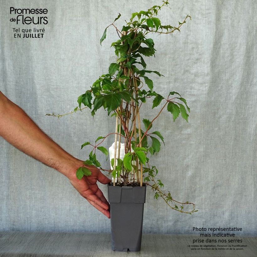 Exemplaar van Parthenocissus quinquefolia Engelmannii - Wilde wingerd Pot van 2 l/3 l zoals geleverd in de zomer