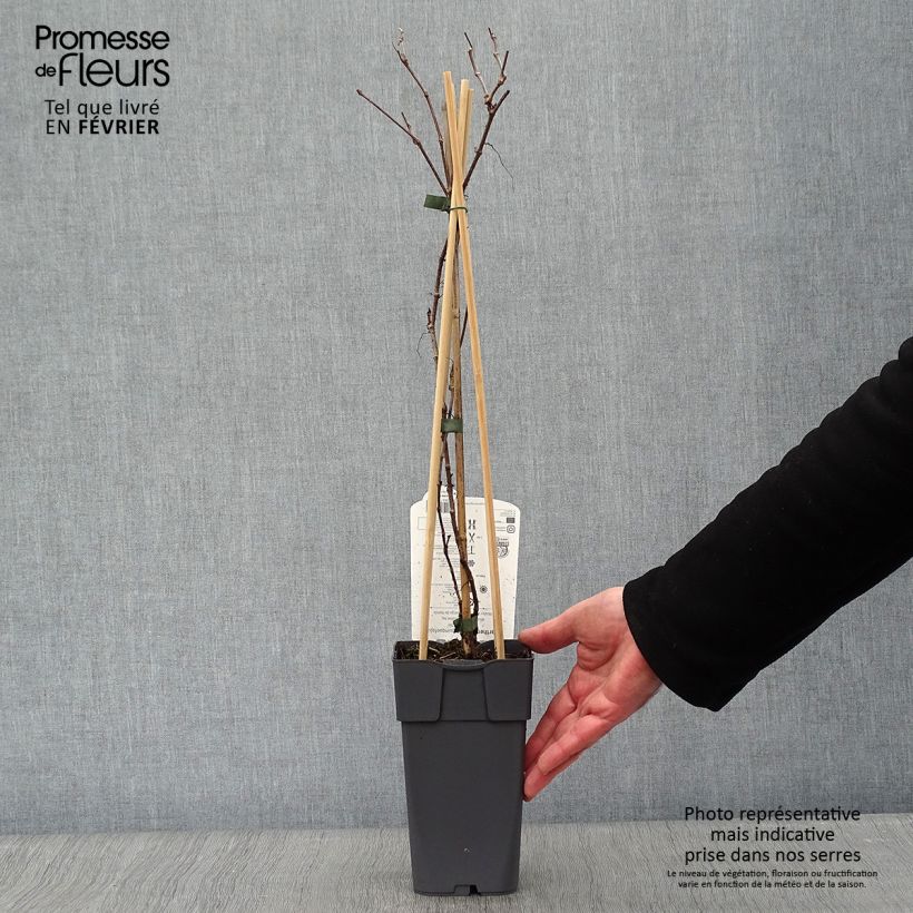 Example of Parthenocissus quinquefolia Engelmannii - Wilde wingerd Pot van 2 l/3 l as you get in hiver