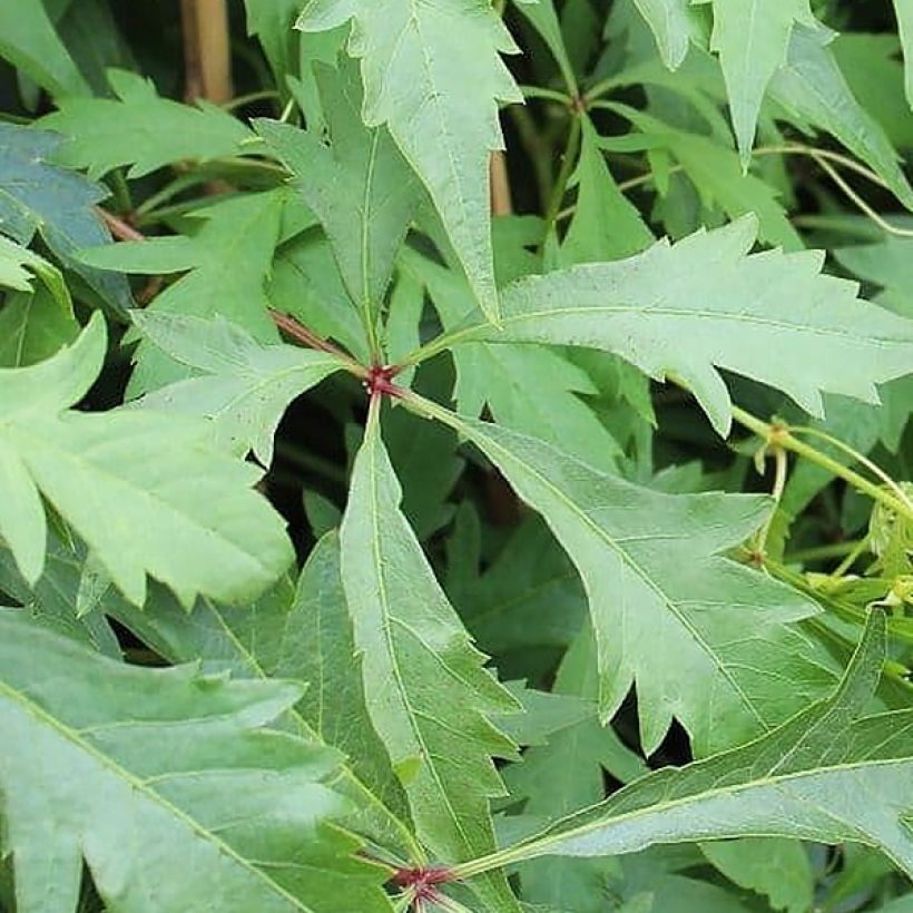 Parthenocissus quinquefolia Kirigami - Wilde wingerd (Blad)