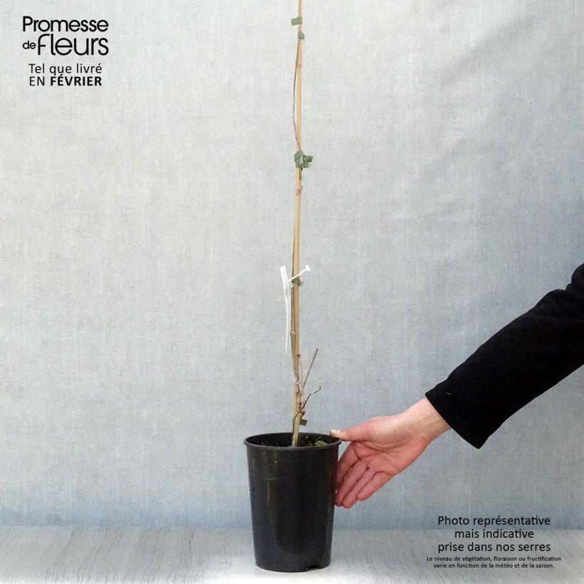 Example of Vigne vierge - Parthenocissus quinquefolia Pot van 2 l/3 l as you get in hiver