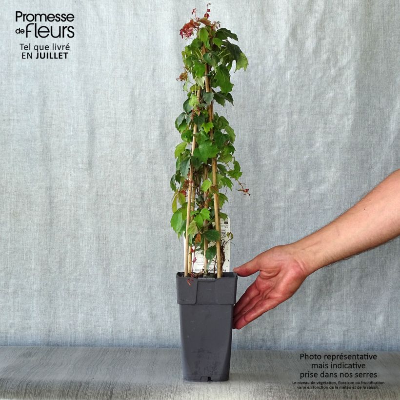 Exemplaar van Parthenocissus tricuspidata Veitchii - Wilde wingerd Pot van 2 l/3 l zoals geleverd in de zomer