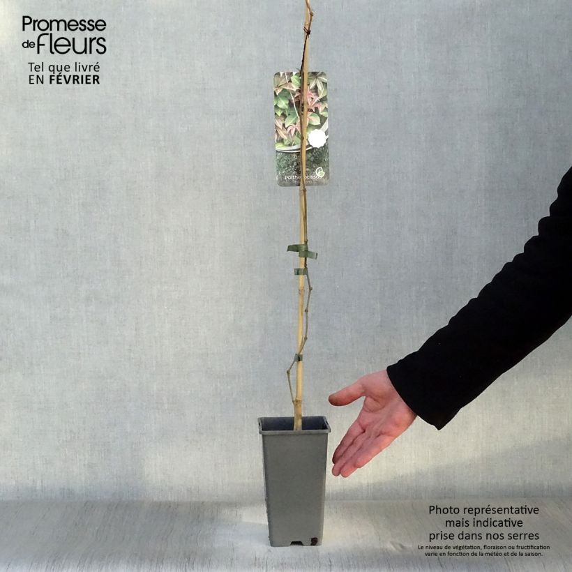 Example of Parthenocissus henryana - Chinese wilde wingerd Pot van 2 l/3 l as you get in hiver