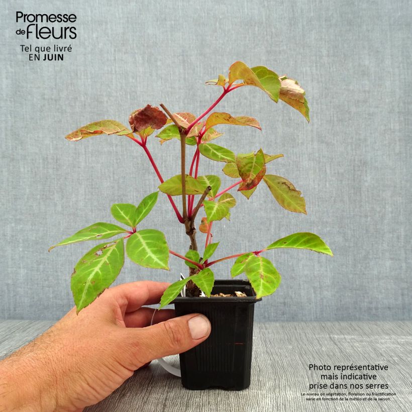 Exemplaar van Parthenocissus henryana - Chinese wilde wingerd Kweekpotje van 8/9 cm zoals geleverd in de zomer