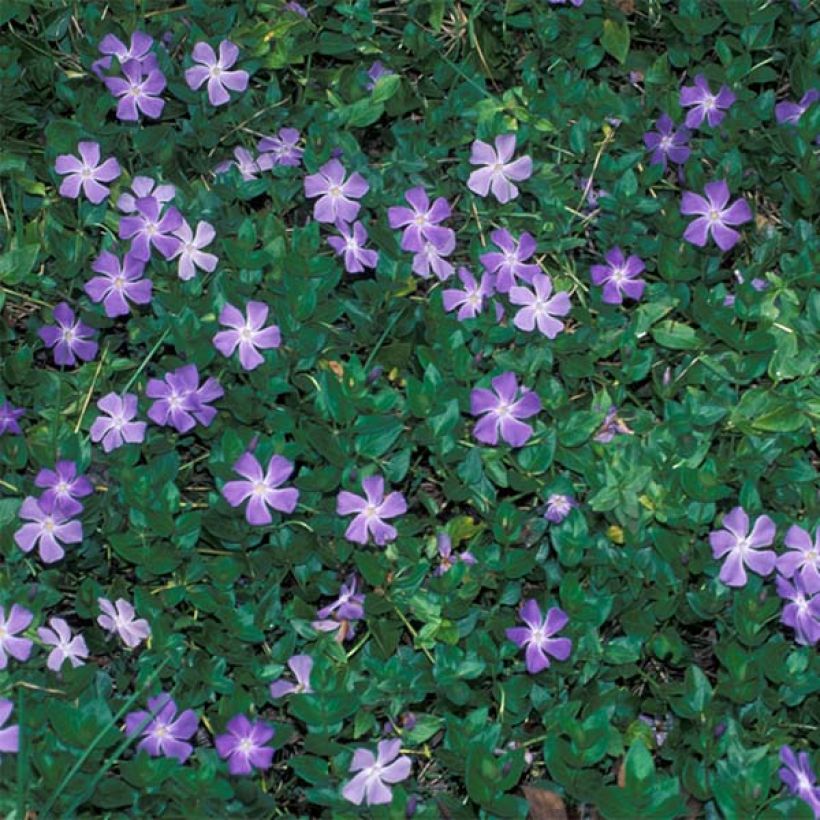Vinca major - Grote maagdenpalm (Plant habit)