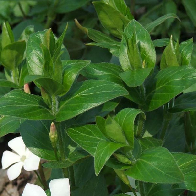 Vinca major Alba - Grote maagdenpalm (Foliage)
