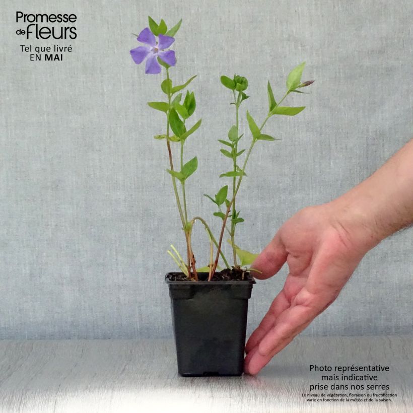 Exemplaar van Vinca major - Grote maagdenpalm Kweekpotje van 7/8 cm zoals geleverd in de lente