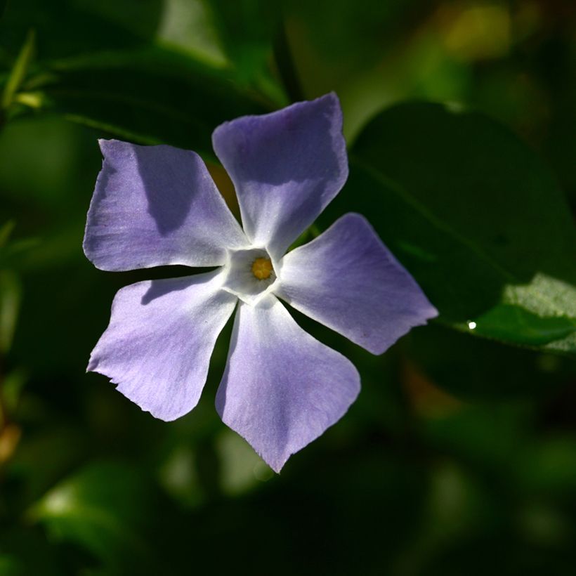 Vinca major - Grote maagdenpalm (Bloei)