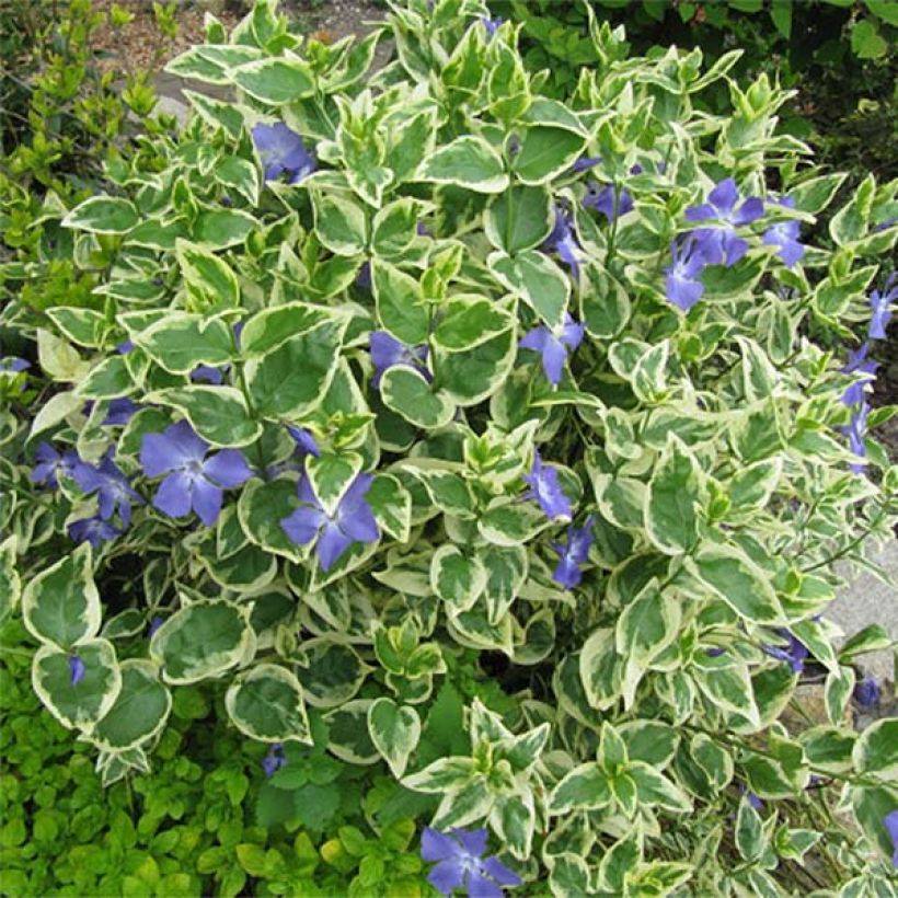 Vinca major Variegata - Grote maagdenpalm (Plant habit)