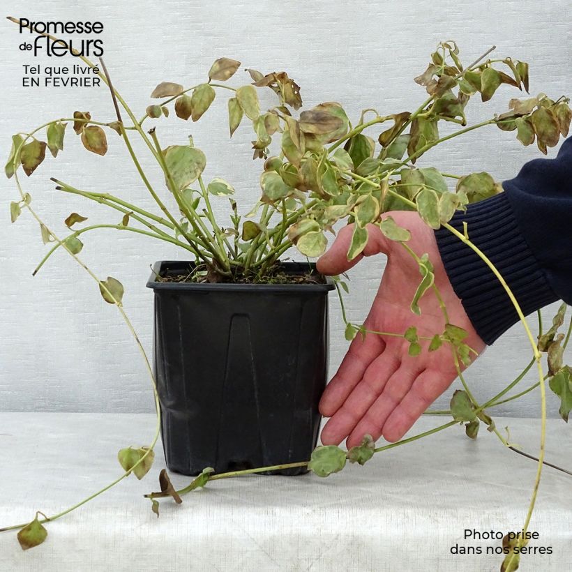 Example of Vinca major Variegata - Grande Pervenche panachée Pot van 2 l/3 l as you get in hiver