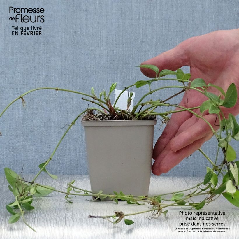 Example of Vinca minor Alba - Kleine maagdenpalm Kweekpotje van 8/9 cm as you get in hiver