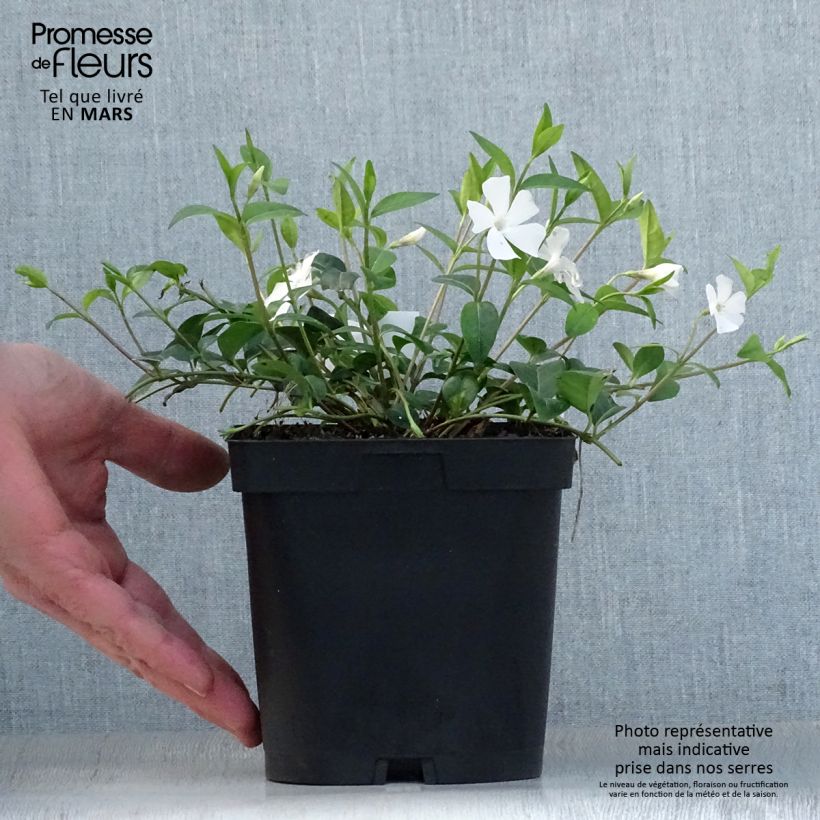 Exemplaar van Vinca minor Alba - Kleine maagdenpalm Pot van 2 l/3 l zoals geleverd in de lente