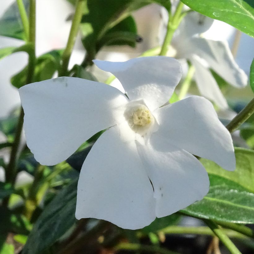 Vinca minor Alba - Kleine maagdenpalm (Flowering)