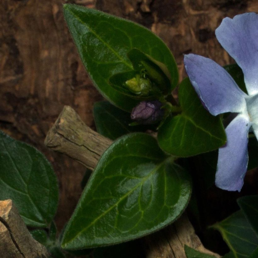 Vinca minor Anna - Kleine maagdenpalm (Foliage)