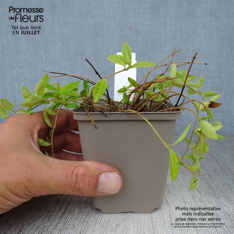 Exemplaar van Vinca minor Anna - Kleine maagdenpalm Kweekpotje van 8/9 cm zoals geleverd in de zomer