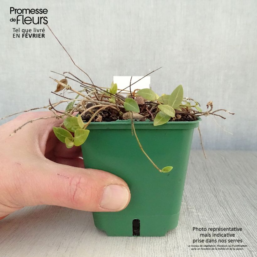 Example of Vinca minor Anna - Petite pervenche Anna Kweekpotje van 8/9 cm as you get in hiver