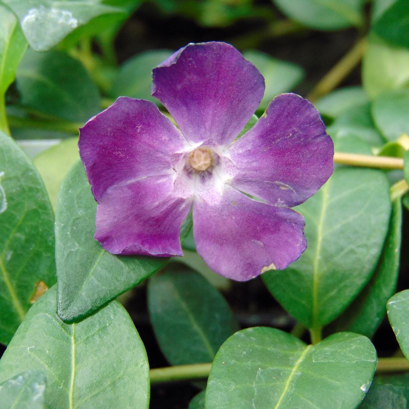 Vinca minor Atropurpurea - Kleine maagdenpalm (Flowering)