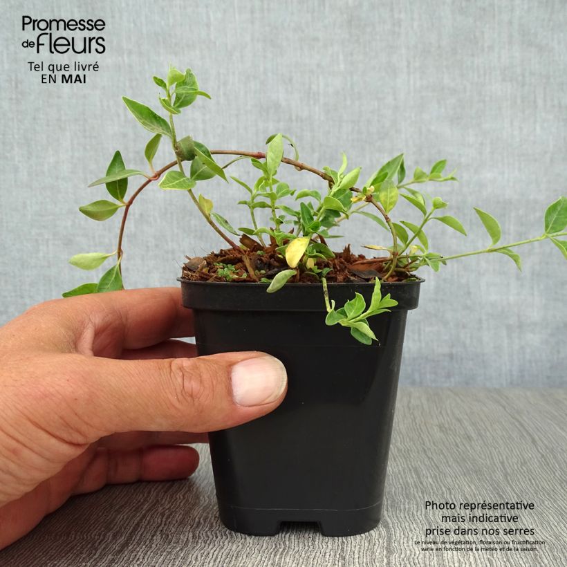 Exemplaar van Vinca minor Atropurpurea - Kleine maagdenpalm Kweekpotje van 8/9 cm zoals geleverd in de lente