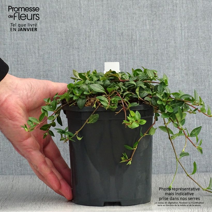 Example of Vinca minor Atropurpurea - Kleine maagdenpalm Pot van 2 l/3 l as you get in hiver