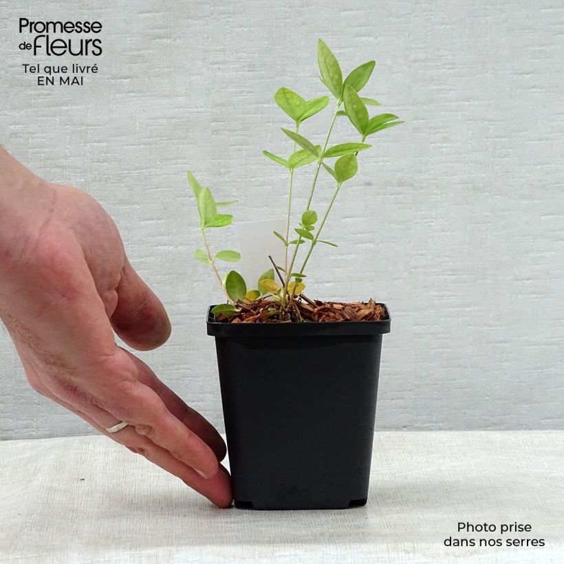 Exemplaar van Vinca minor Flower Power - Kleine maagdenpalm Kweekpotje van 8/9 cm zoals geleverd in de lente