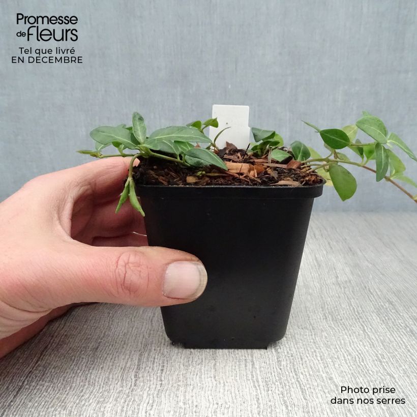 Example of Vinca minor Flower Power - Petite pervenche Kweekpotje van 8/9 cm as you get in hiver