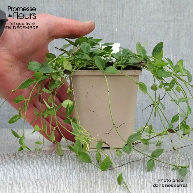 Example of Vinca minor Gertrude Jekyll - Pervenche à petite fleurs  Kweekpotje van 8/9 cm as you get in hiver