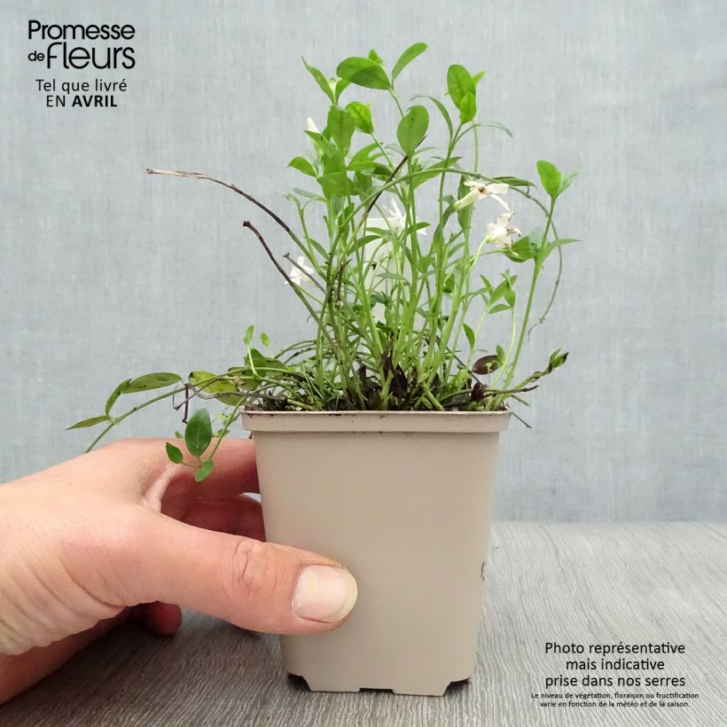 Exemplaar van Vinca minor Gertrude Jekyll - Kleine maagdenpalm Kweekpotje van 8/9 cm zoals geleverd in de lente