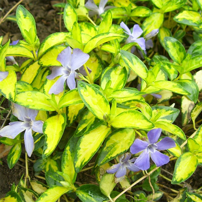 Vinca minor Illumination - Kleine maagdenpalm (Foliage)