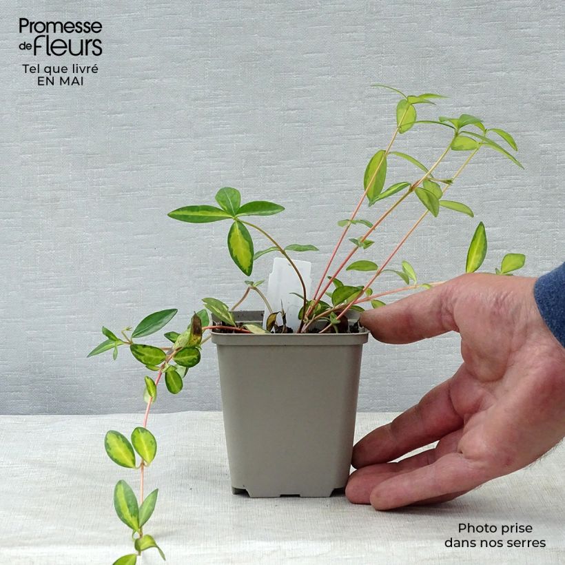 Exemplaar van Vinca minor Illumination - Kleine maagdenpalm Kweekpotje van 8/9 cm zoals geleverd in de lente