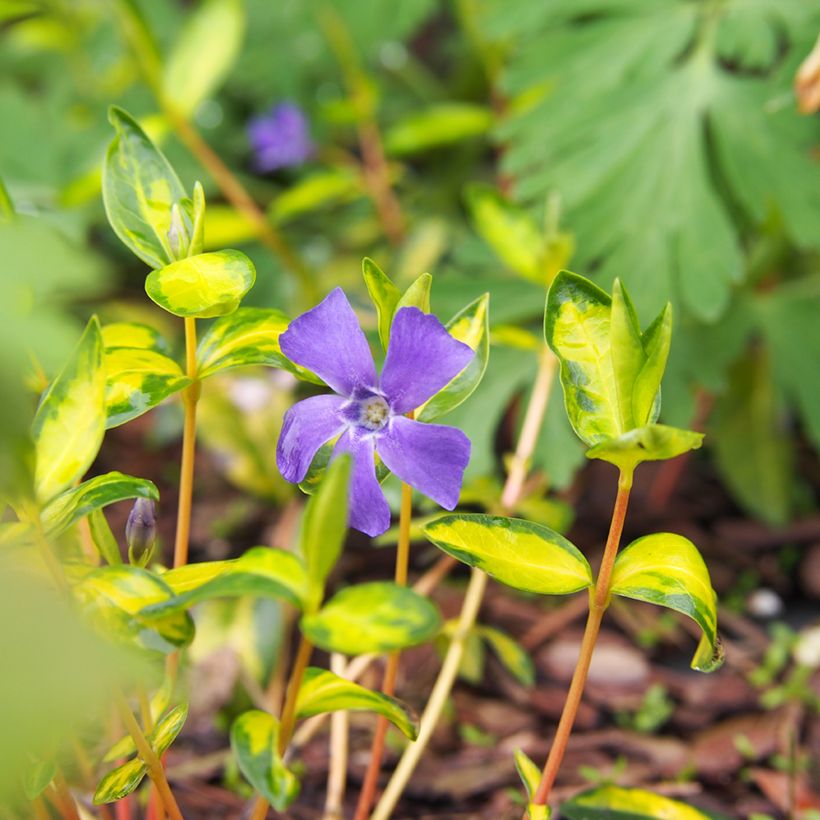 Vinca minor Illumination - Kleine maagdenpalm (Bloei)