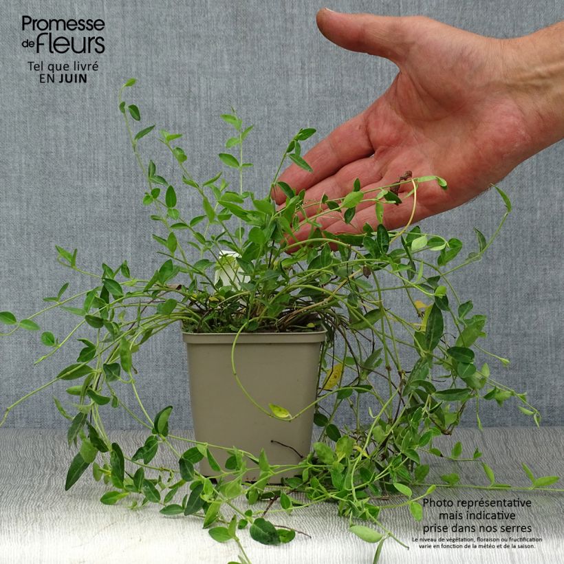 Exemplaar van Vinca minor Josefine - Kleine maagdenpalm Kweekpotje van 8/9 cm zoals geleverd in de zomer