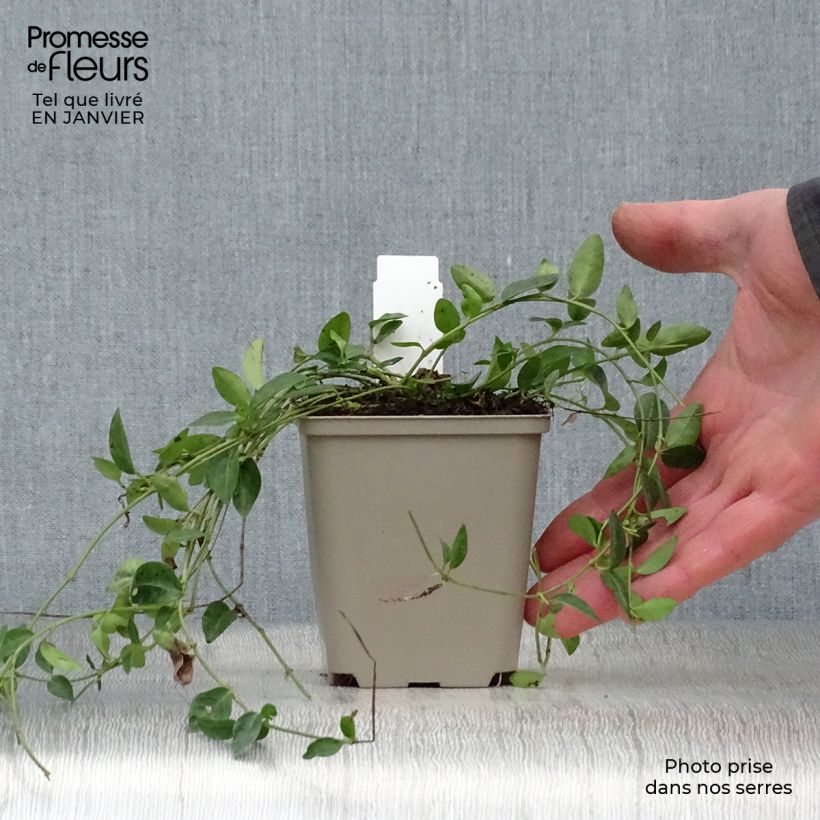 Example of Vinca minor Josefine - Petite pervenche Kweekpotje van 8/9 cm as you get in hiver