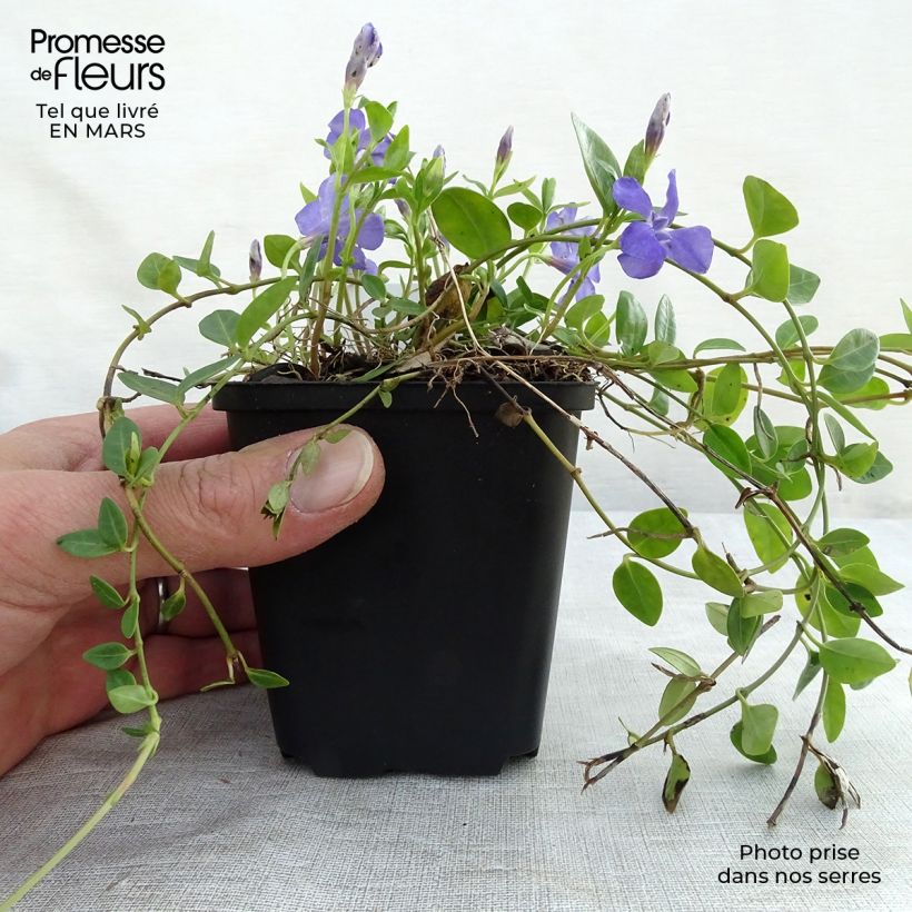 Exemplaar van Vinca minor Marie - Kleine maagdenpalm Kweekpotje van 8/9 cm zoals geleverd in de lente