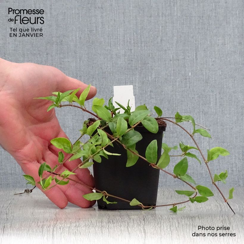 Example of Vinca minor Multiplex - Kleine maagdenpalm Kweekpotje van 8/9 cm as you get in hiver