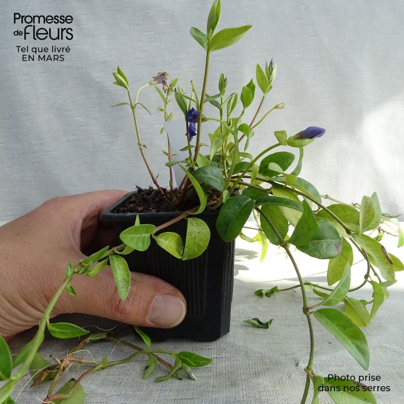 Example of Vinca minor - Kleine maagdenpalm Kweekpotje van 7/8 cm as you get in hiver