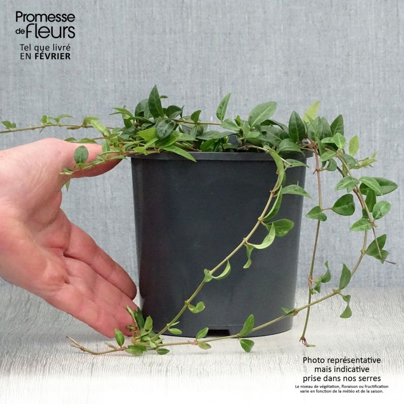 Example of Vinca minor - Kleine maagdenpalm Pot van 2 l/3 l as you get in hiver