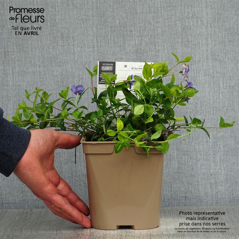 Exemplaar van Vinca minor - Kleine maagdenpalm Pot van 2 l/3 l zoals geleverd in de lente