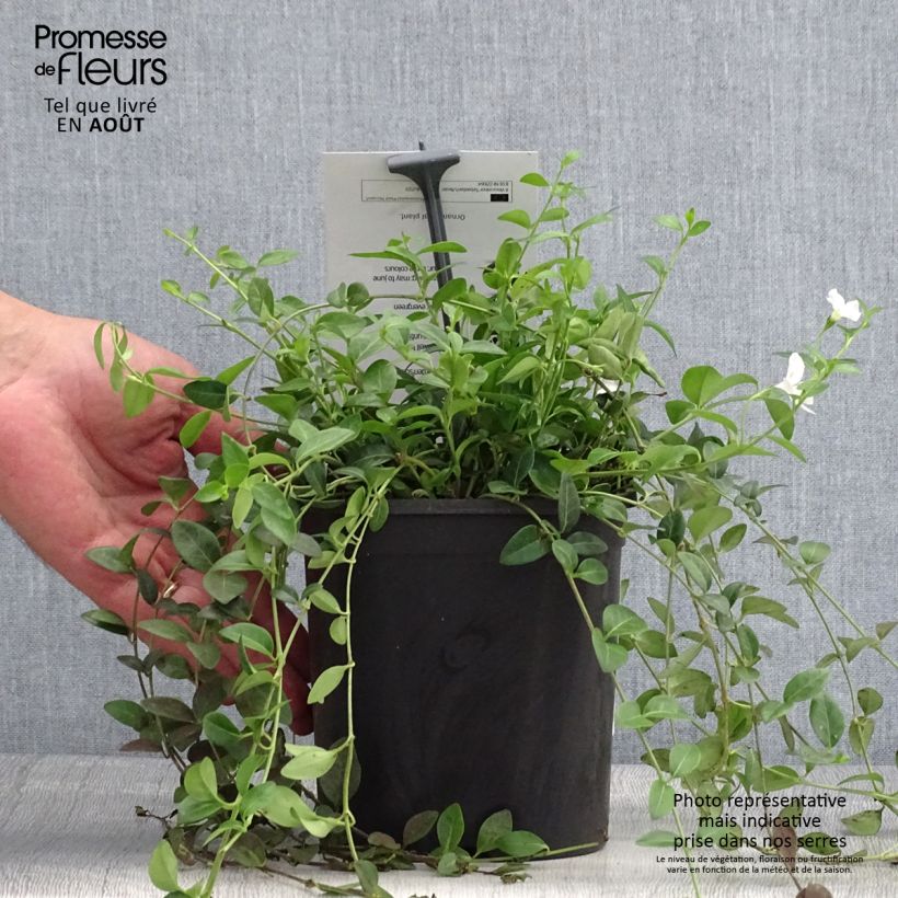 Exemplaar van Vinca minor Sebastians Beste - Kleine maagdenpalm Pot van 2 l/3 l zoals geleverd in de zomer