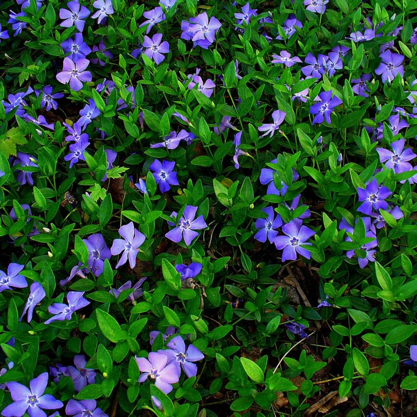 Vinca minor - Kleine maagdenpalm (Flowering)
