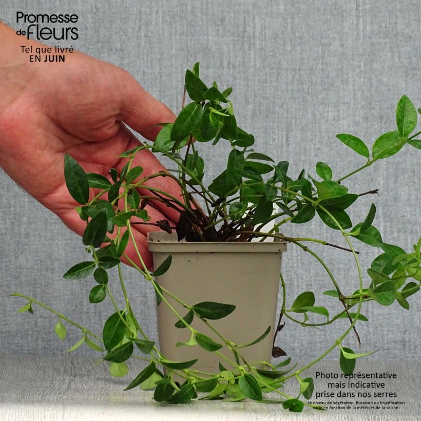 Exemplaar van Vinca minor White Power - Kleine maagdenpalm Kweekpotje van 8/9 cm zoals geleverd in de zomer