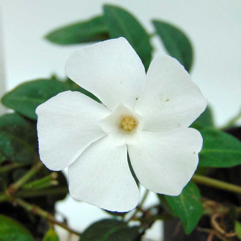 Vinca minor White Power - Kleine maagdenpalm (Flowering)