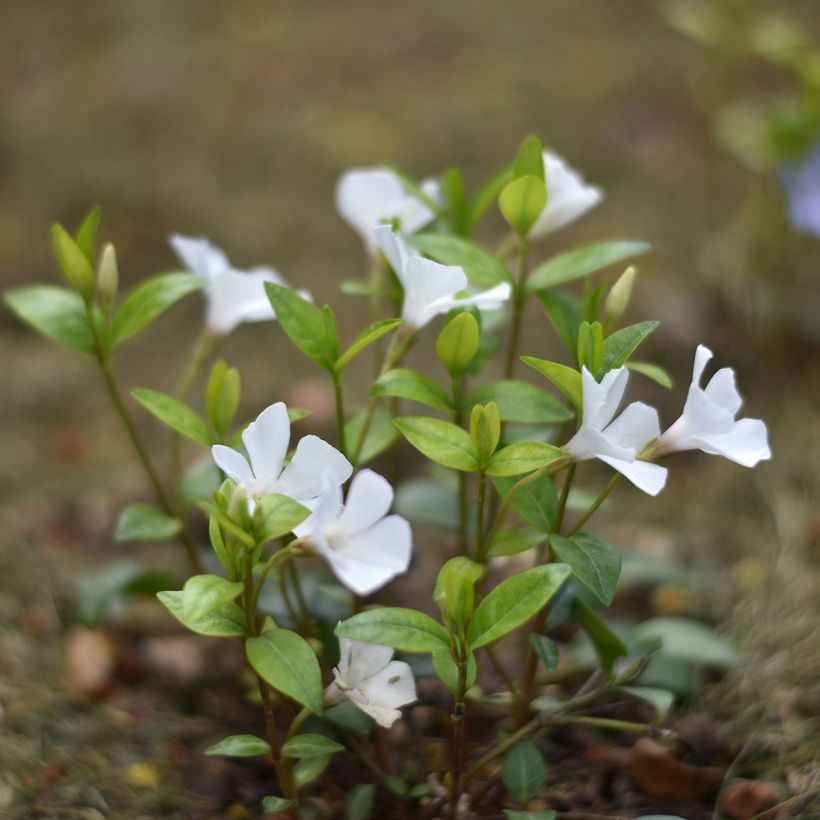Vinca minor Alba - Kleine maagdenpalm (Groeiplaats)
