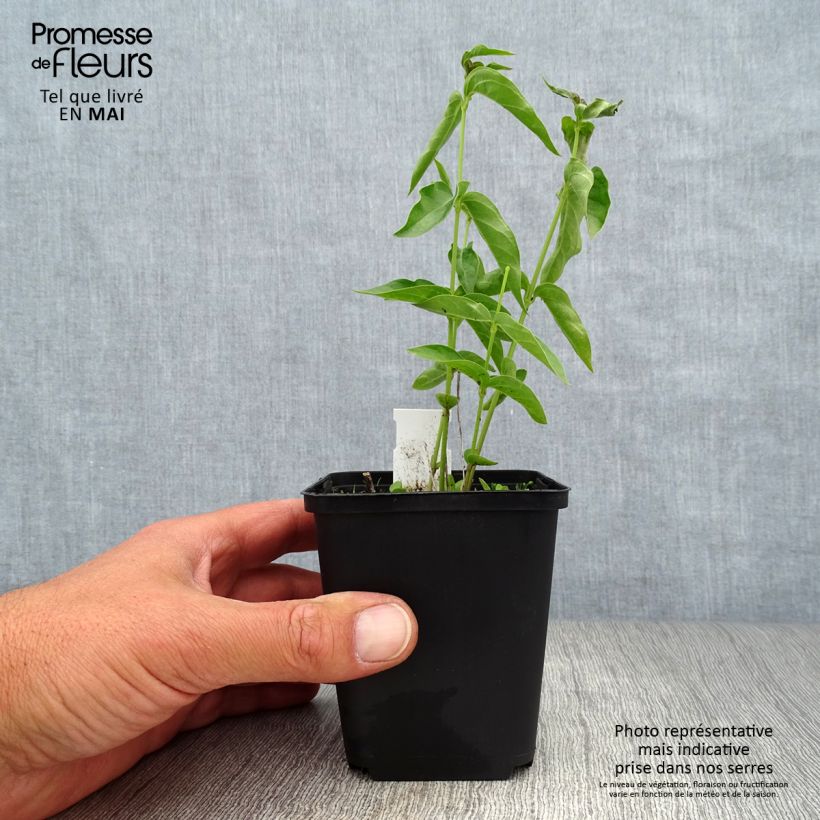 Exemplaar van Vincetoxicum hirundinaria - Witte engbloem Kweekpotje van 8/9 cm zoals geleverd in de lente