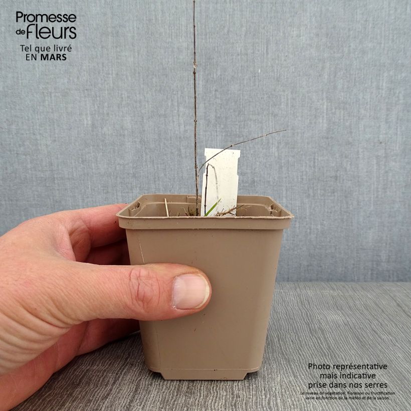 Example of Vincetoxicum hirundinaria (Cyanchum) - Dompte-venin officinal Kweekpotje van 8/9 cm as you get in hiver