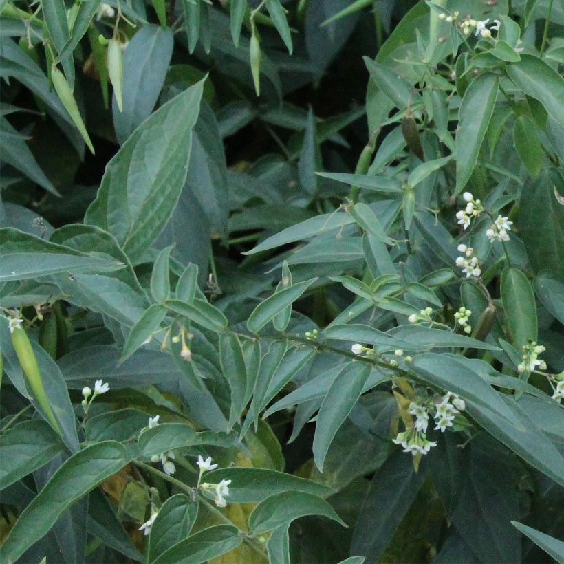 Vincetoxicum hirundinaria - Witte engbloem (Foliage)