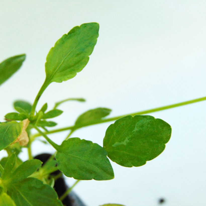 Viola cornuta Columbine - Hoornviooltje (Foliage)